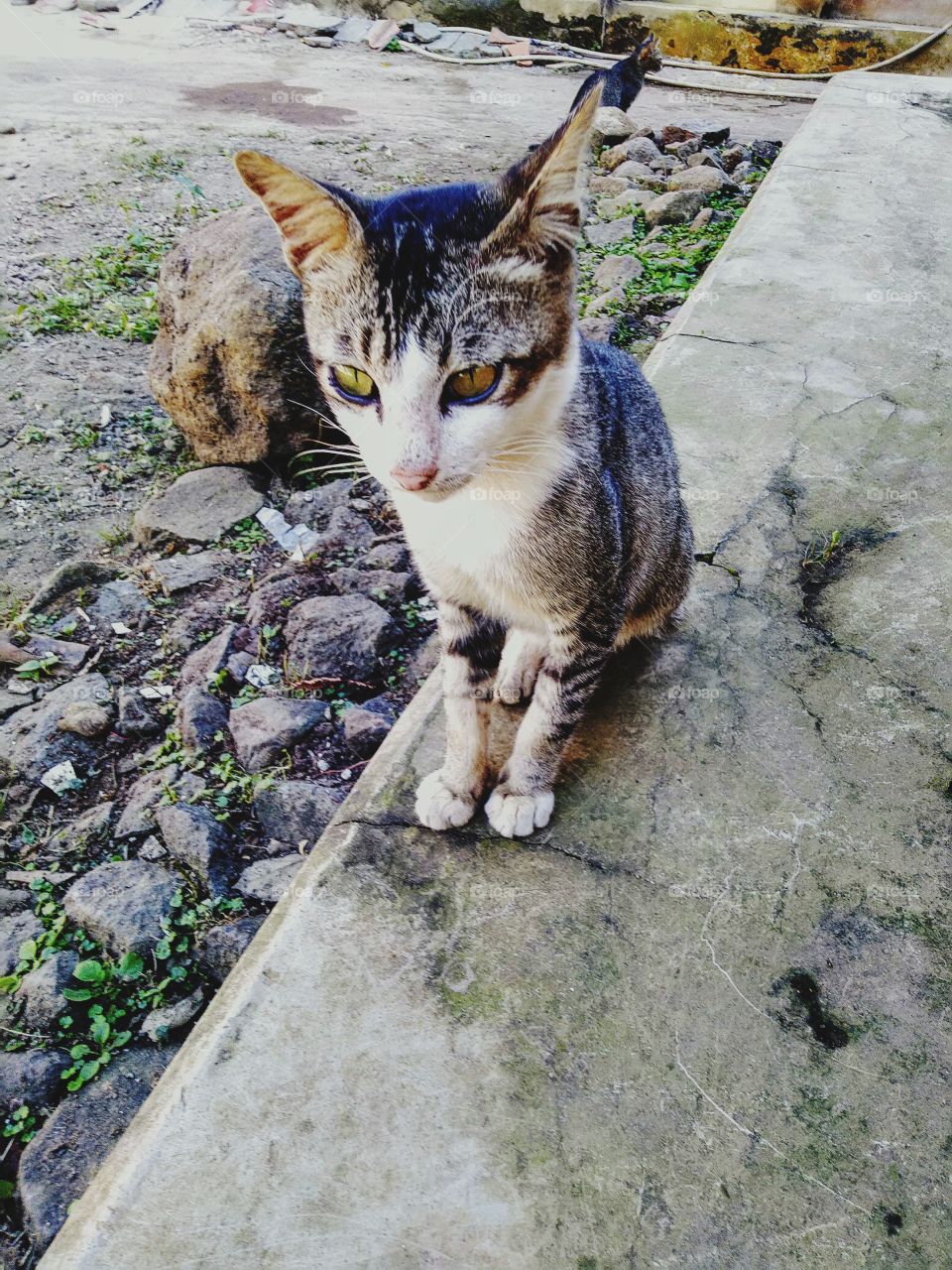 The Cyprus cat is one of the local breeds of domestic cats believed to have originated in Egypt