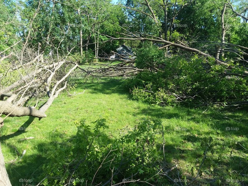 fallen trees