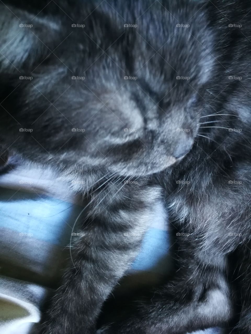 My darling cat Chile