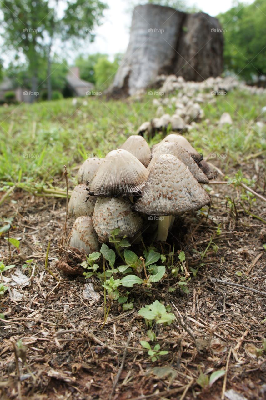 Mushroom Colony. Mushrooms