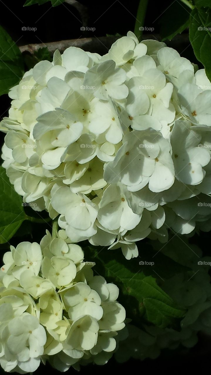 snowball flower