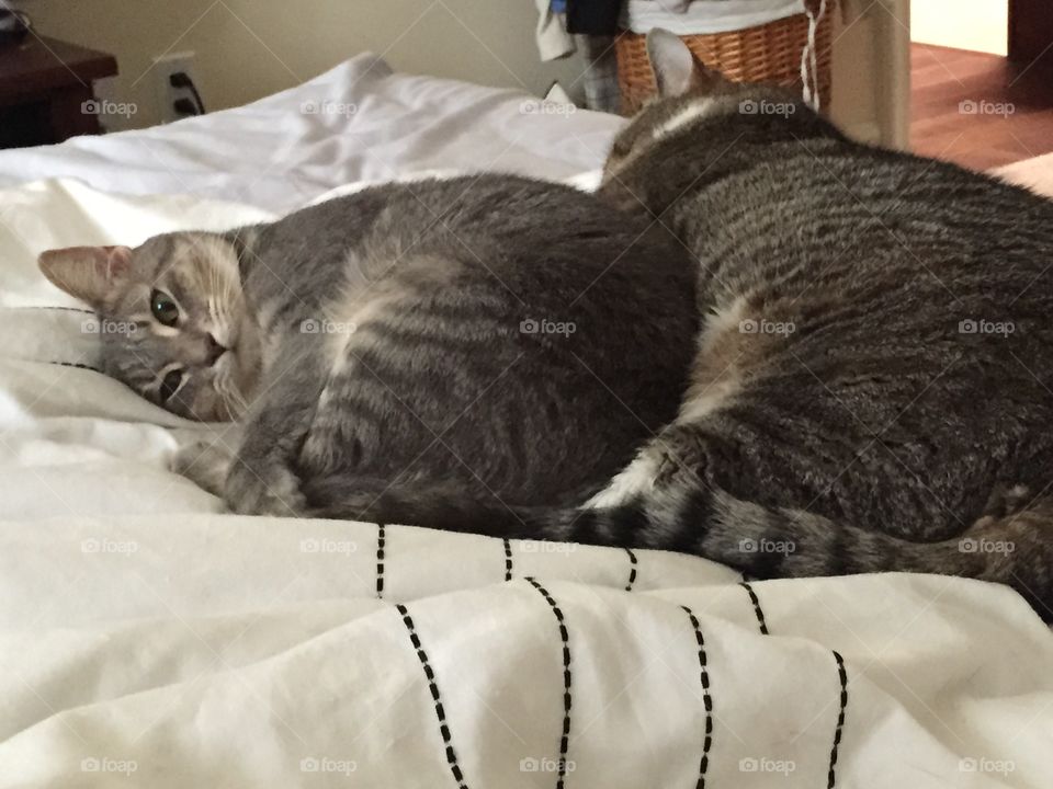 Two cats cuddling 