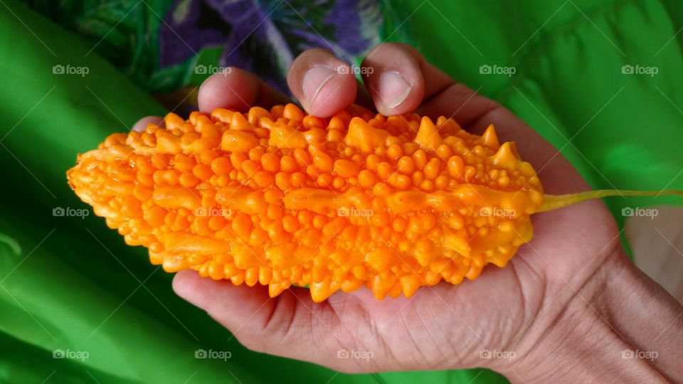 São Caetano, é um fruto muito amargo usado cozido na culinária, quando ainda está verde.