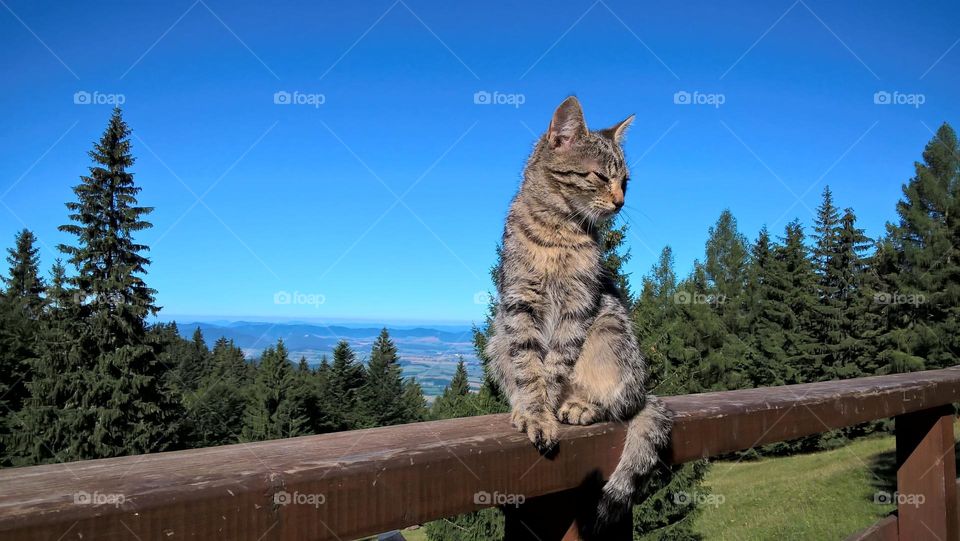 Cat on the wooden fence or table in nature