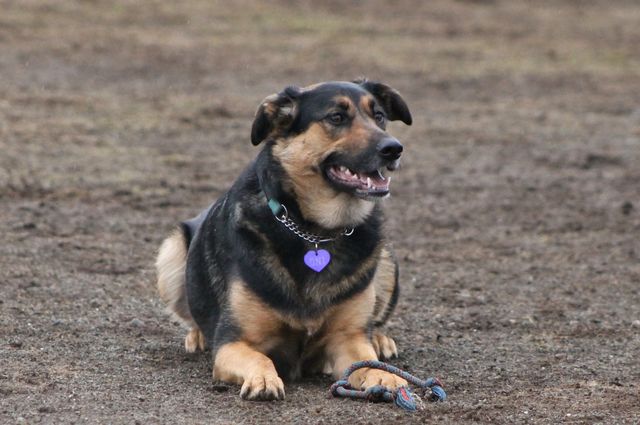Fun at the dog park on a drizzly winter day. Pretty muddy, some grass, but the pups are always more interested in the mud. Mostly big dogs today which was a little intimidating as my Boston Terriers were a little snarky but they all had fun!!!🐶