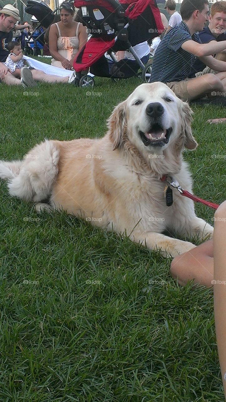golden retriever dog at the Brooklyn bridge park