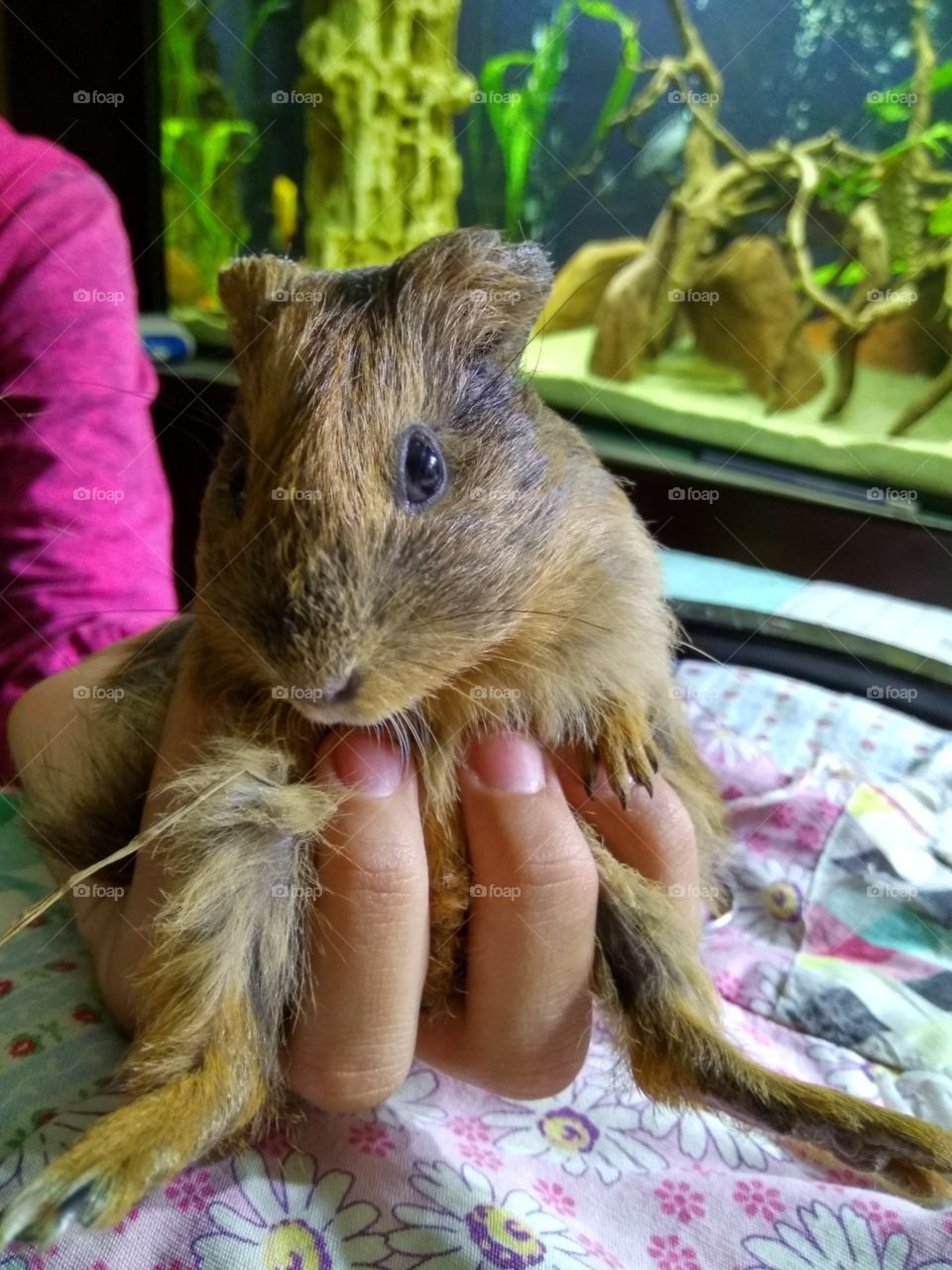 guinea pig