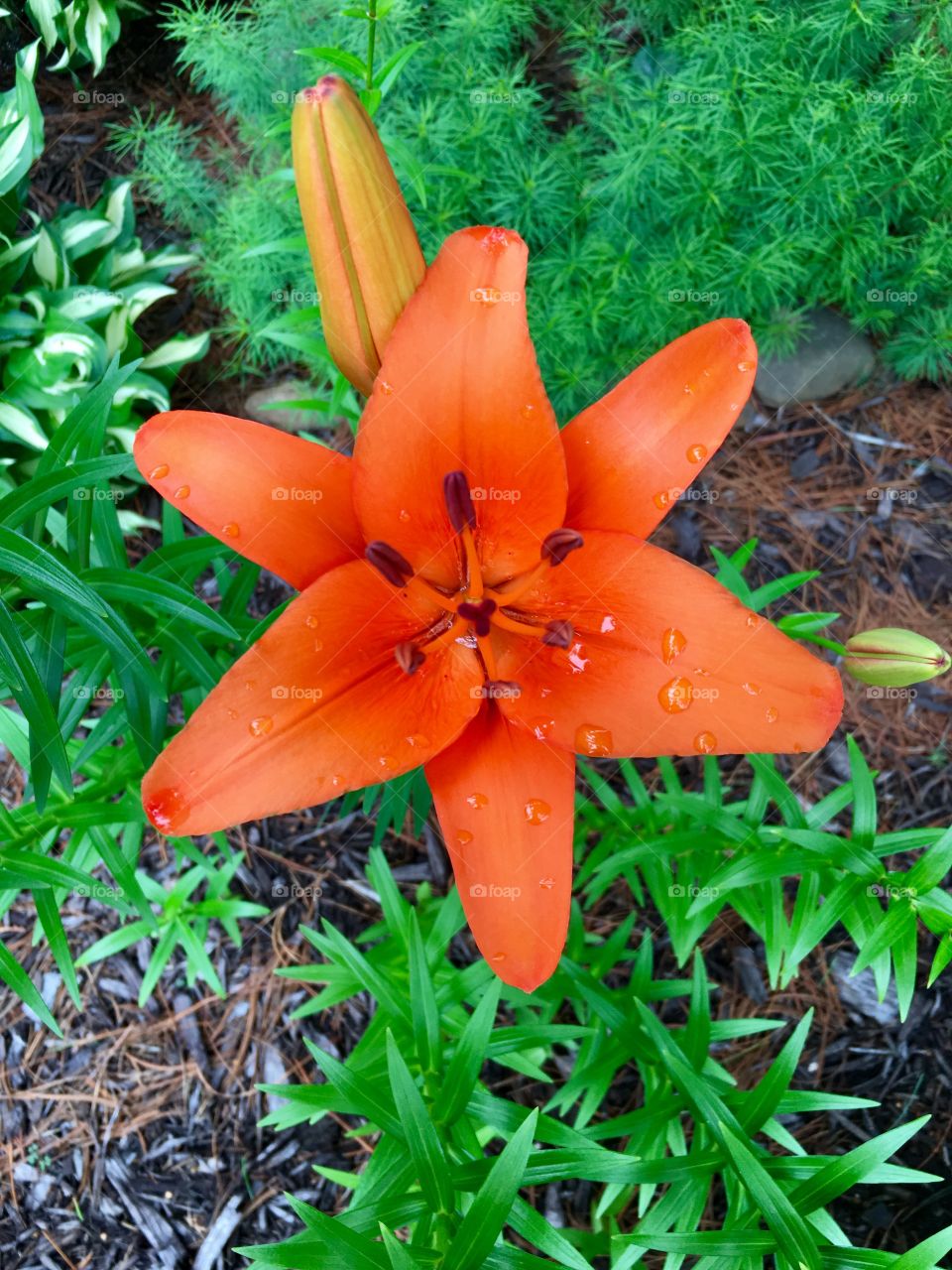 Lily deep orange
