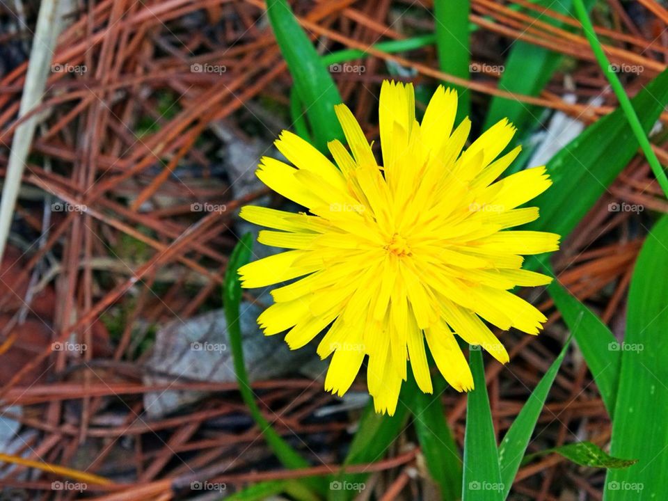 Yellow Flower