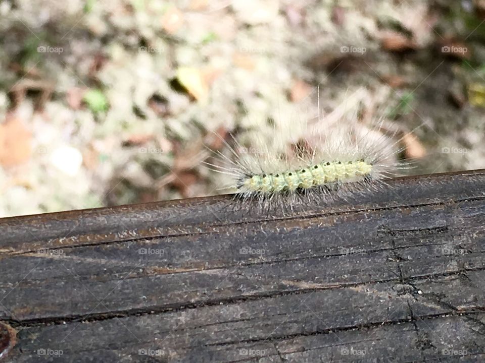 A caterpillar in Columbus Ohio. Fall 2016. 