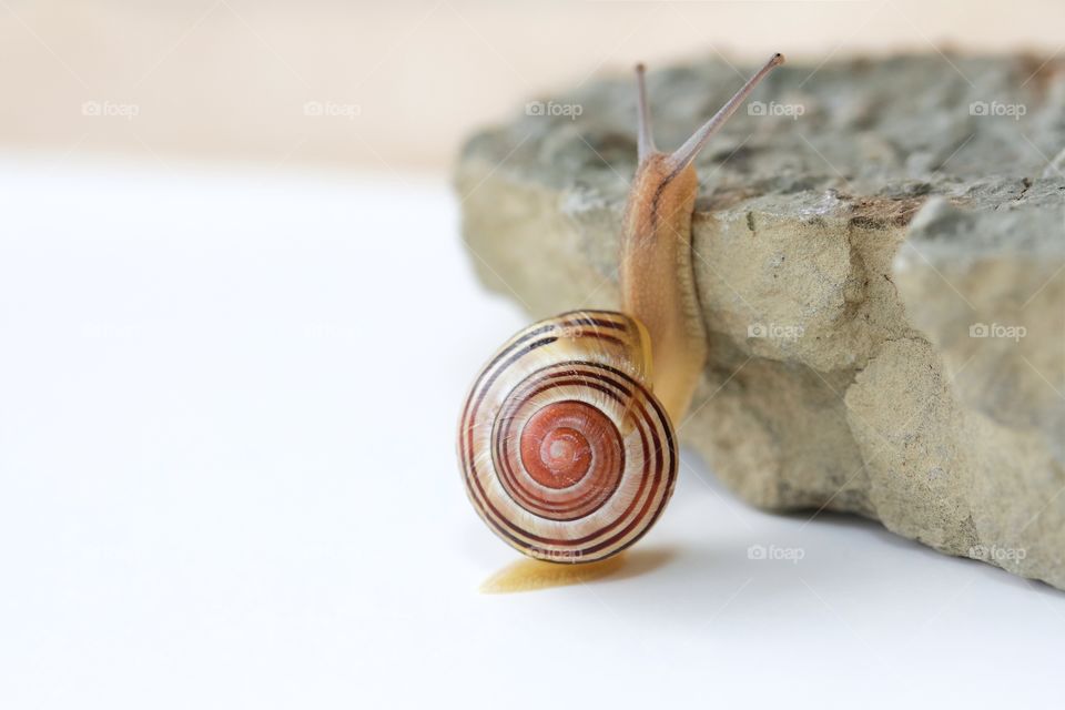 Close-up of snail on rock