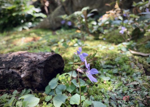 Little purple flowers in yard