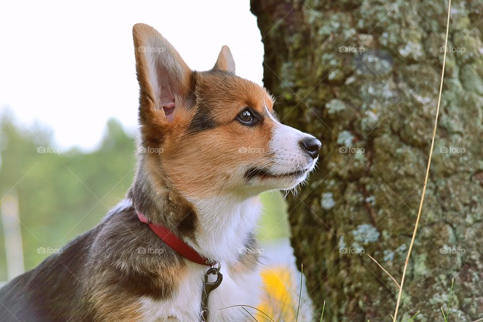 Side view of a puppy