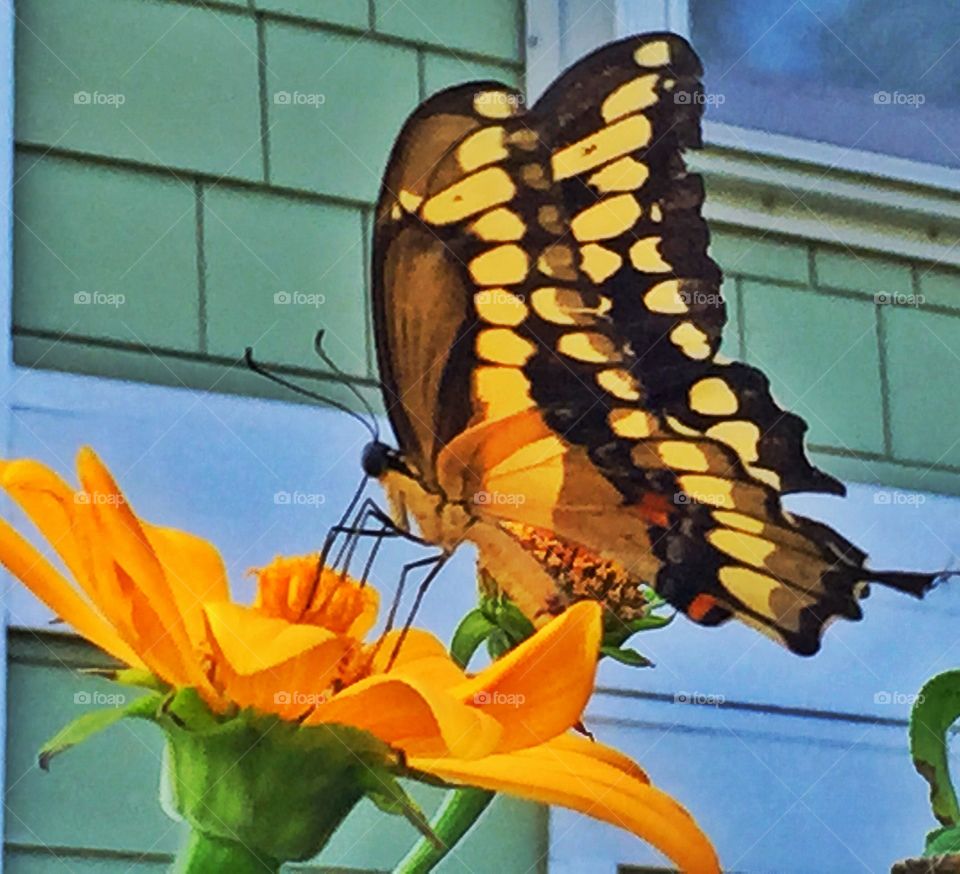 Majestic. A beautiful butterfly frolicking through my garden