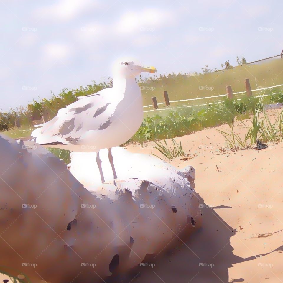 Abstract seagull on driftwood 