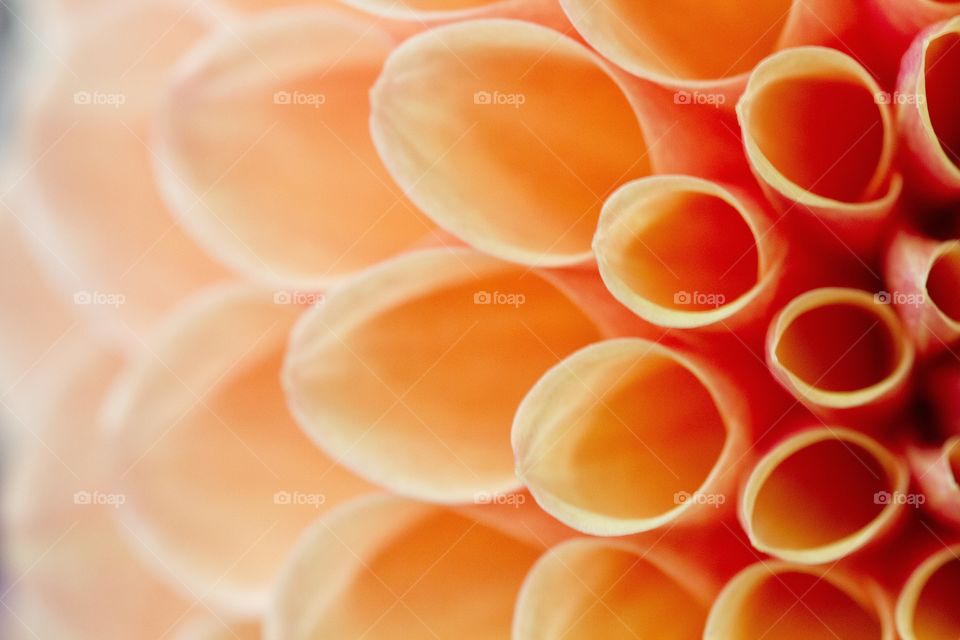 Pom Pom Dhalia Close Up. An orange Pom Pom Dhalia in close up showing its tubular petals