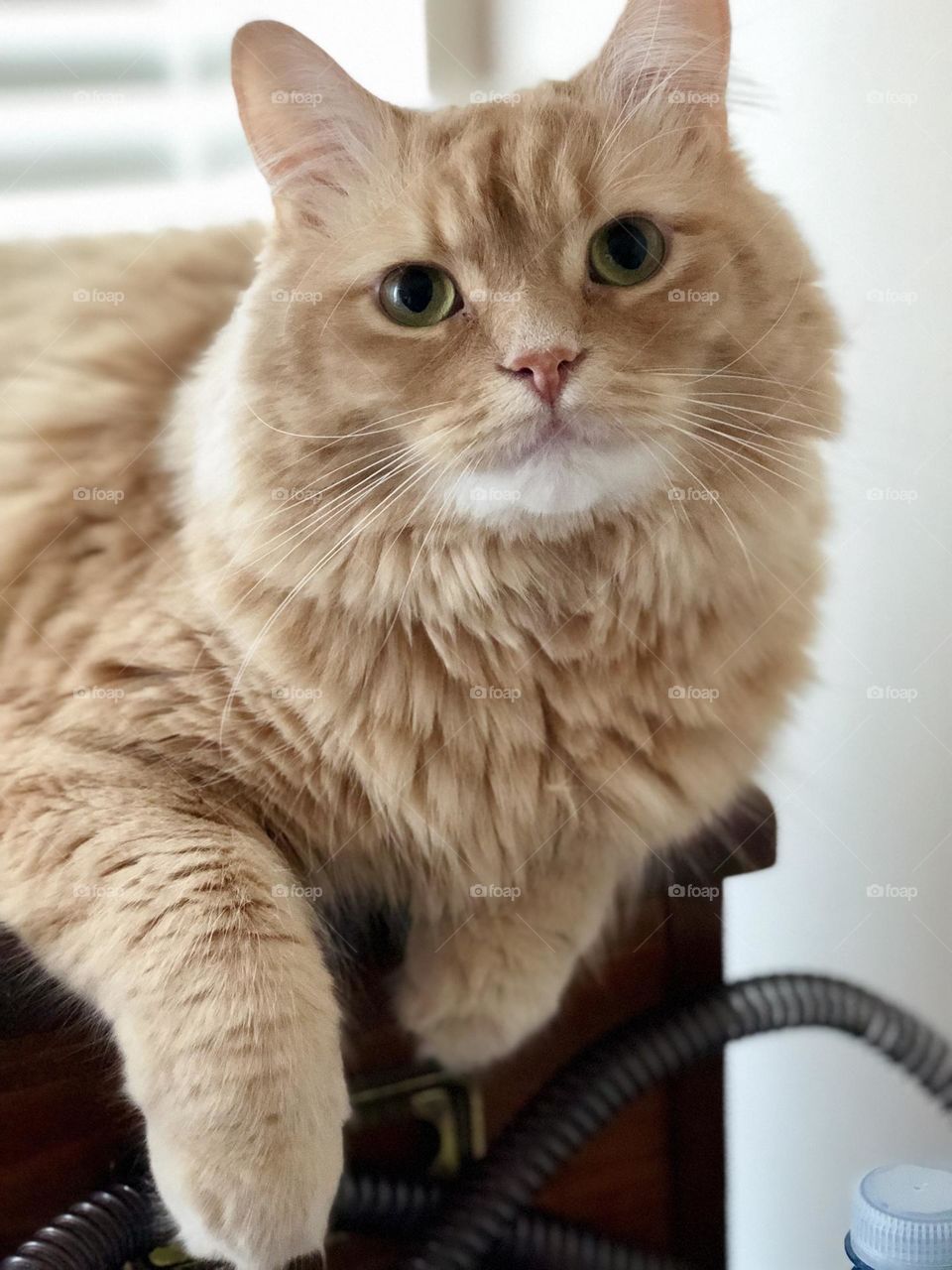 My sweet ginger cat loving at me with love 