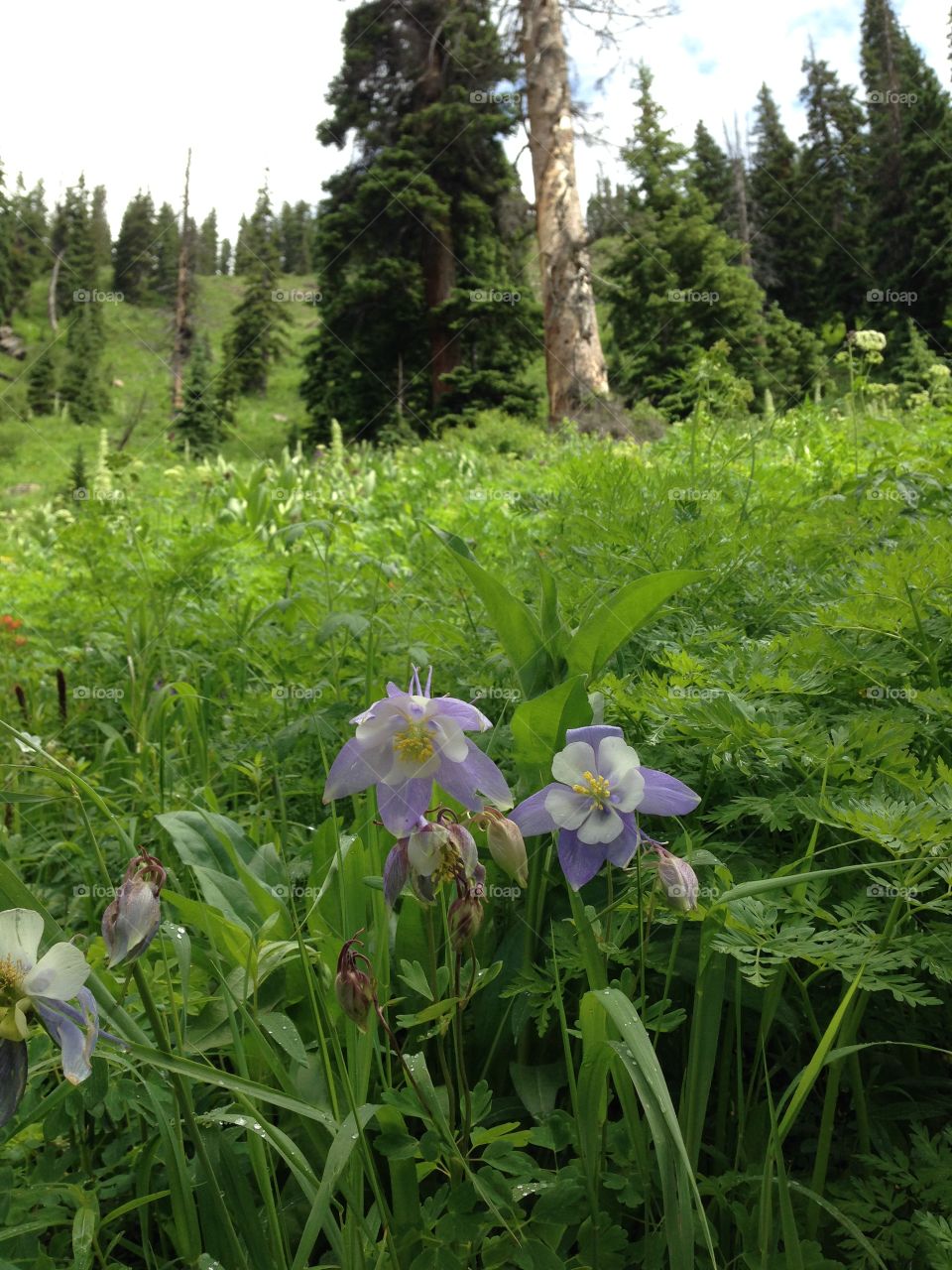 Alpine forest