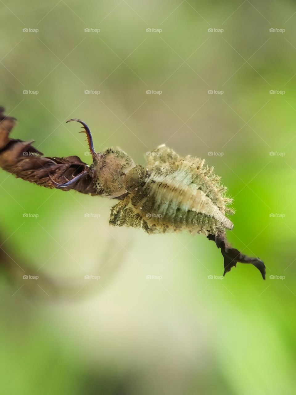 Insects on dry leaves