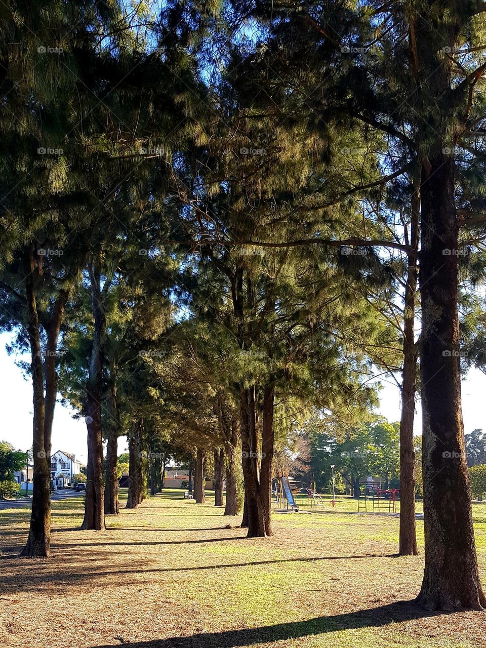 A row of pine trees