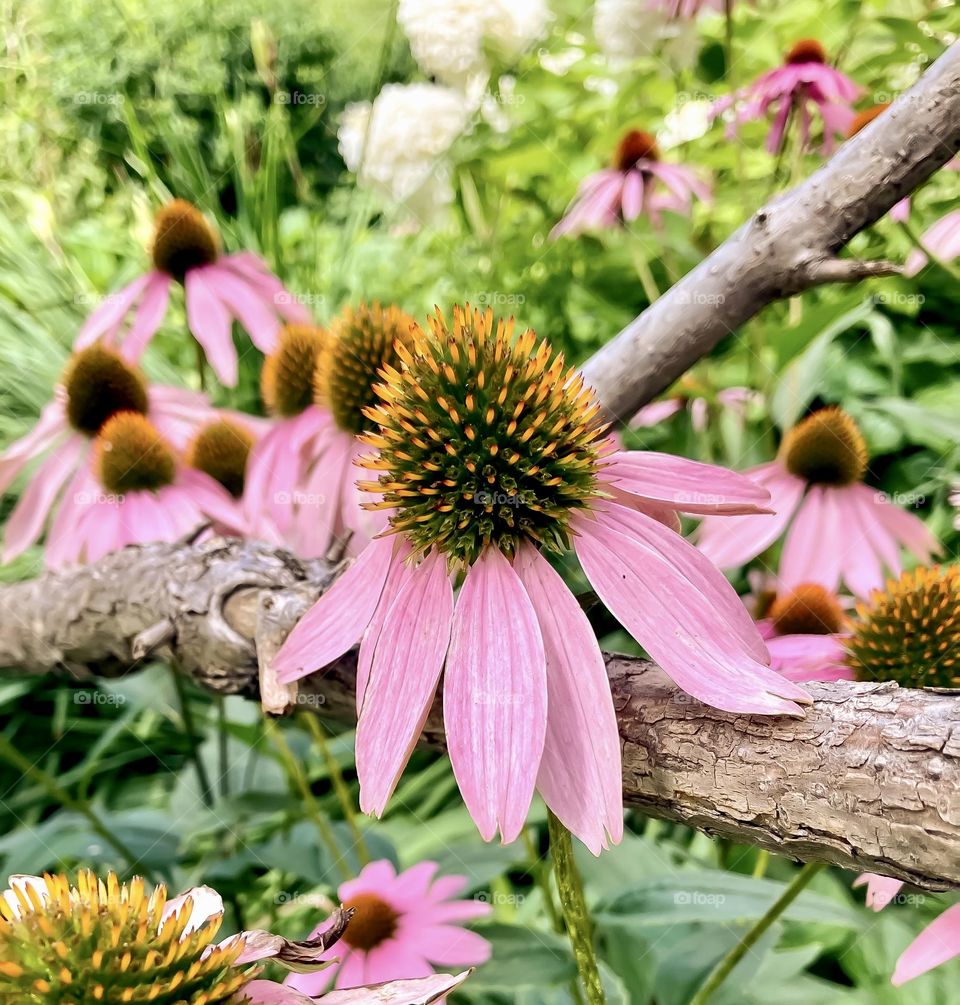 Coneflowers seem to be resting on a branch.