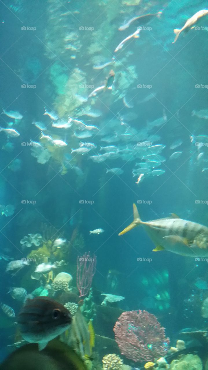 Aquarium Fish Photo Shark