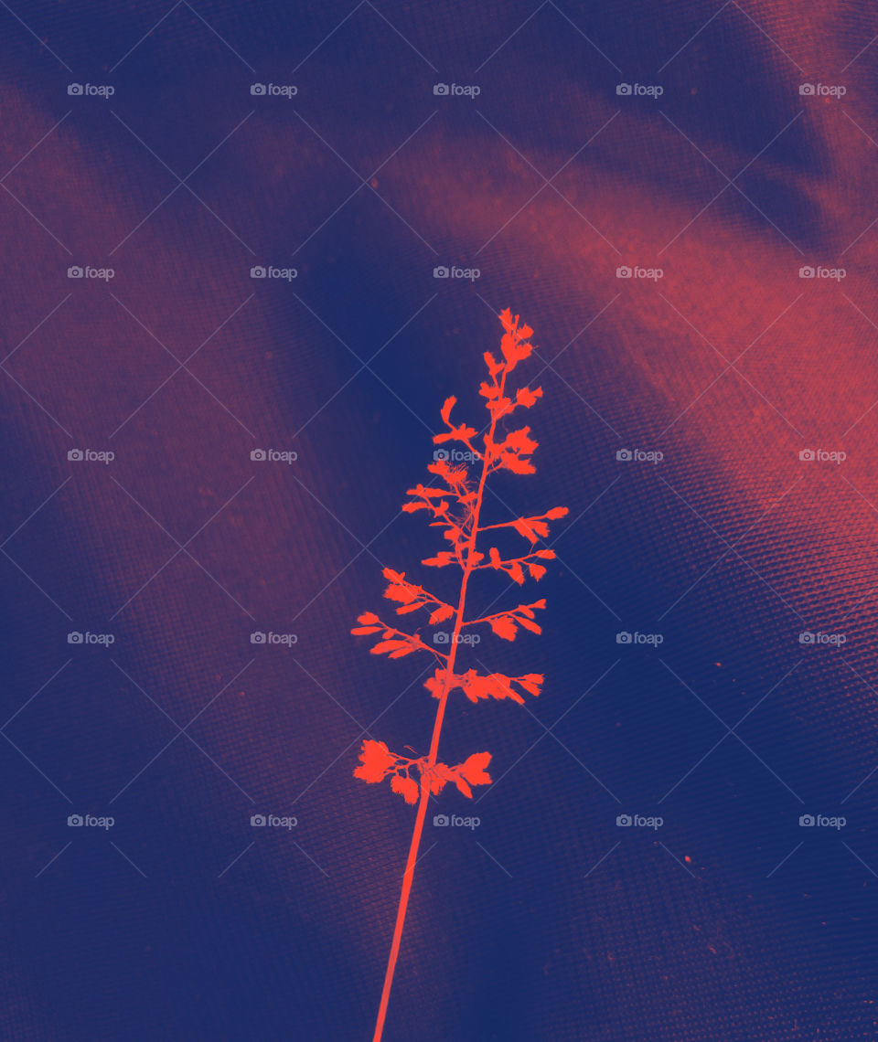 wallpaper-Flower edited by me