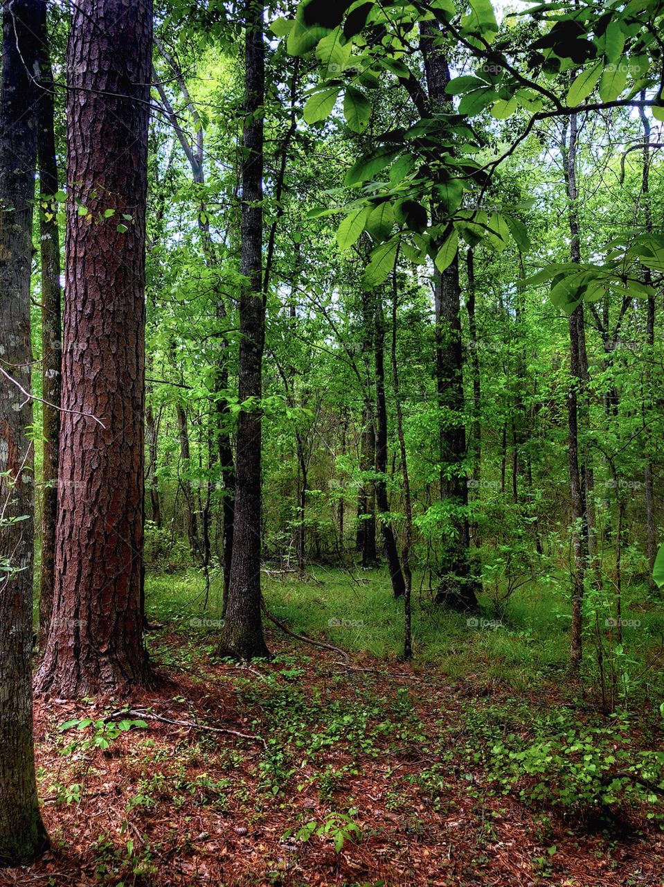 Afternoon Forest