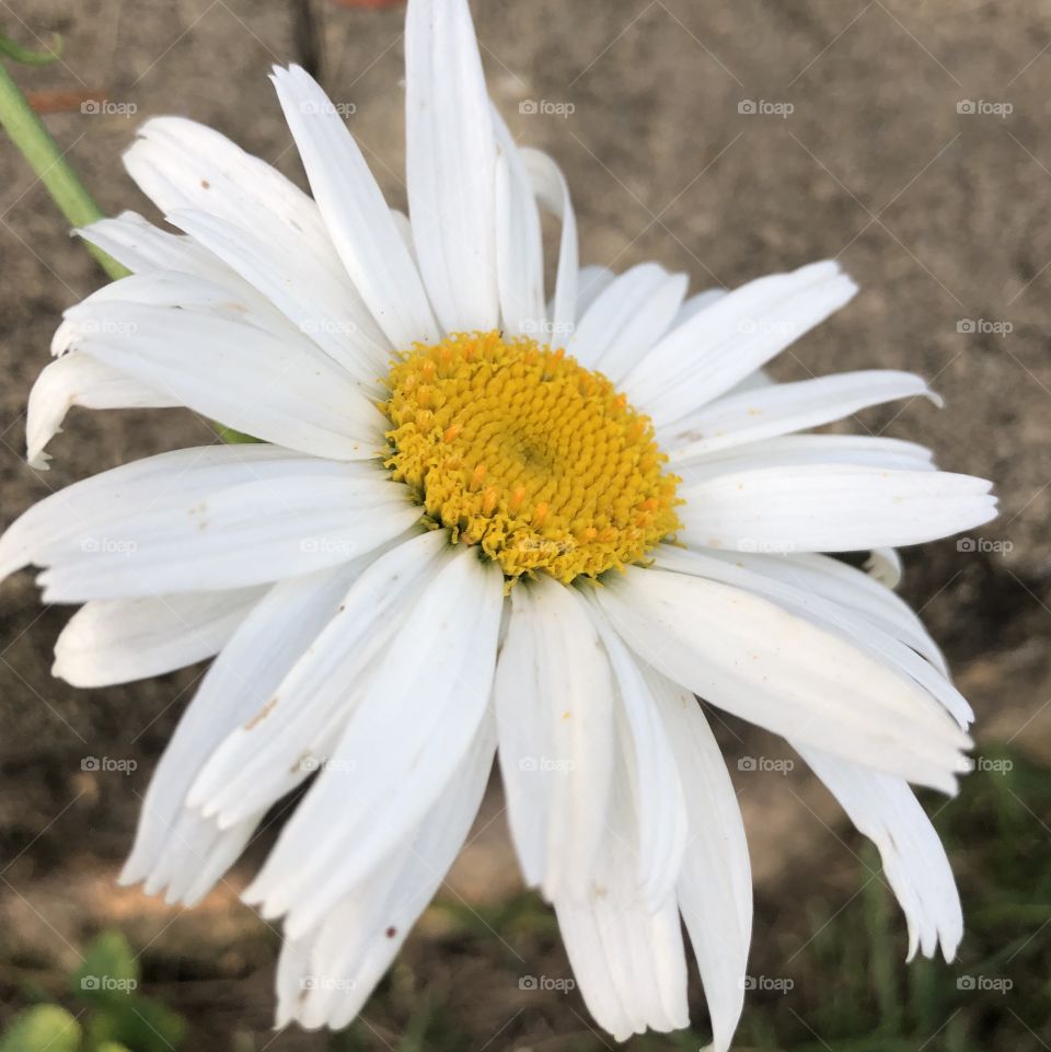 Daisy