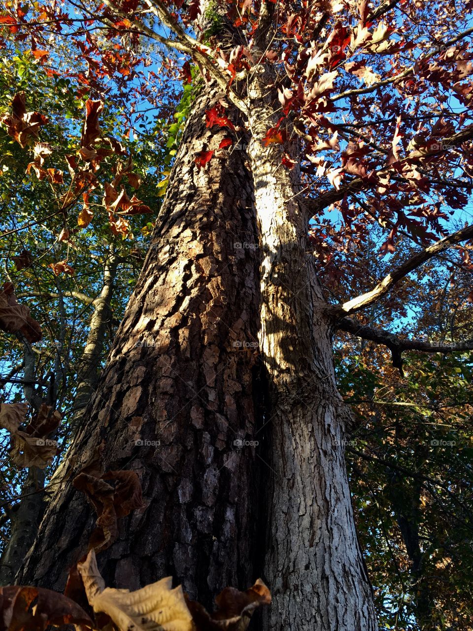 Two trees from different lineage getting along really well. 