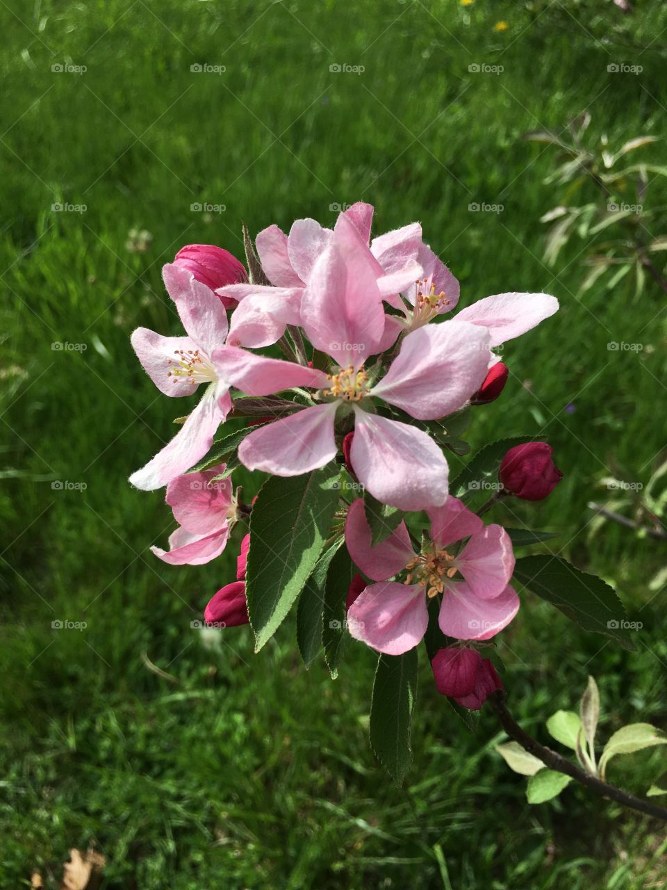 Blossoms in CT in early May