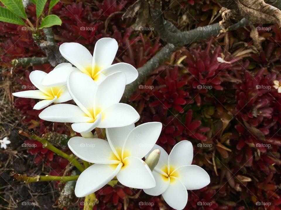 Plumeria flowers above a bed of bromeliads