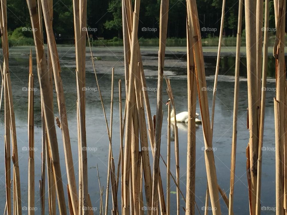 Swam through the reeds 