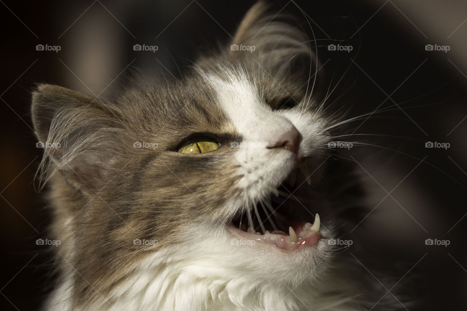 close up portrait of young funny cat