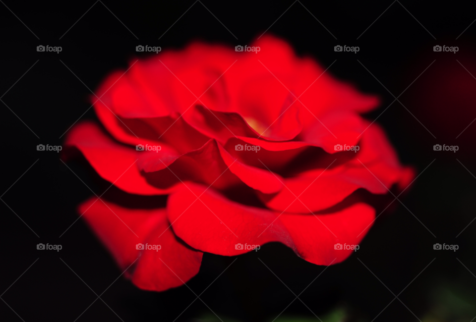 love rose red rose rose at night by lightanddrawing