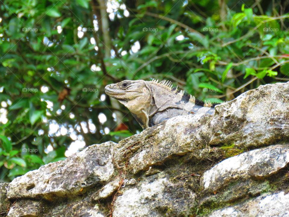 Iguana at Coba