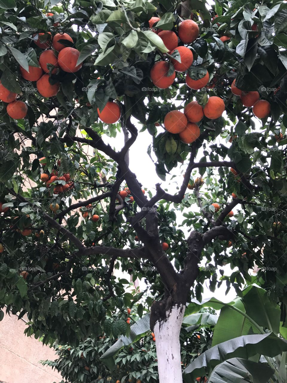 Orange tree in Spain
