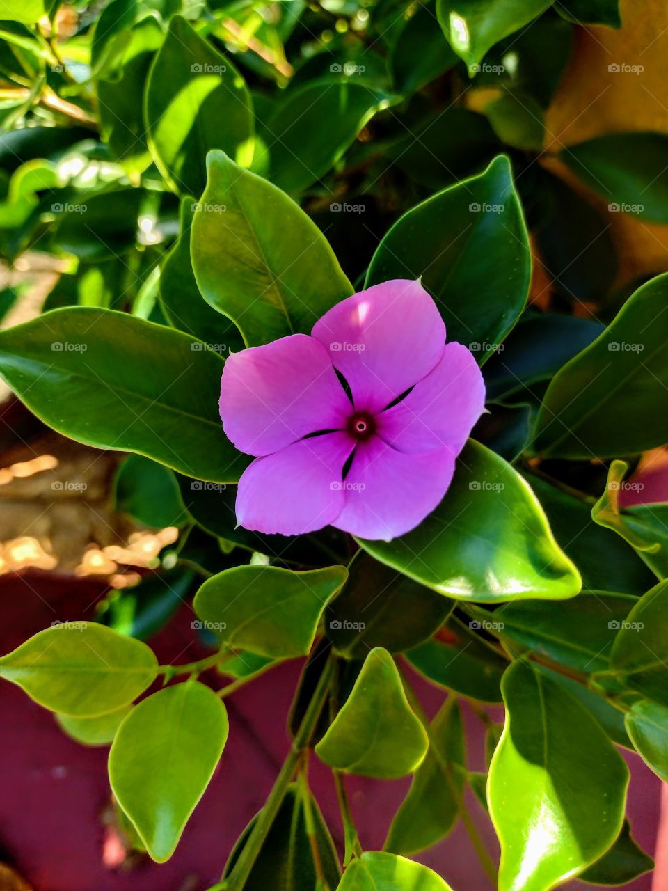 Quando o comum é no observado.