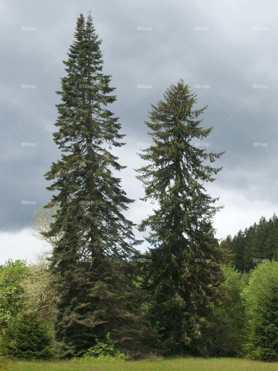 Two fir trees tower above all of the other trees in a field in rural Lane County Oregon on a rainy spring day.
