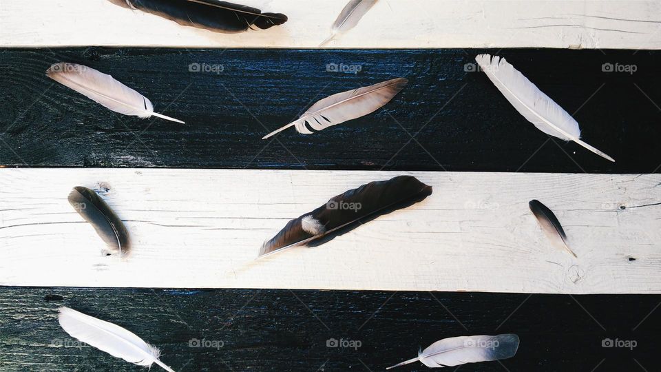 pigeon feathers on white and black boards