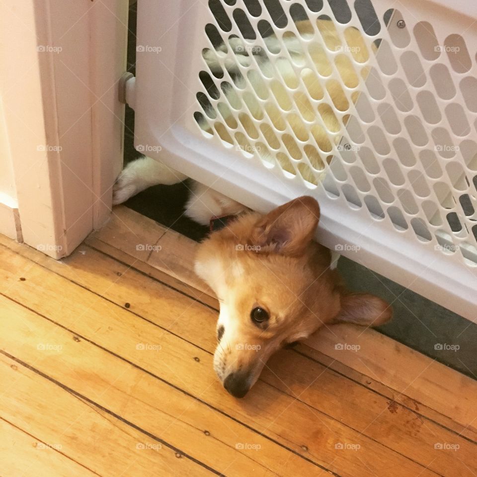 Funny dog corgi Escape
