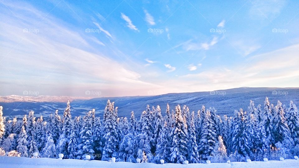 View of snowy forest