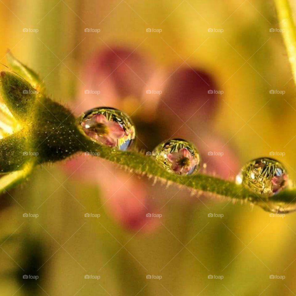 waterdrops