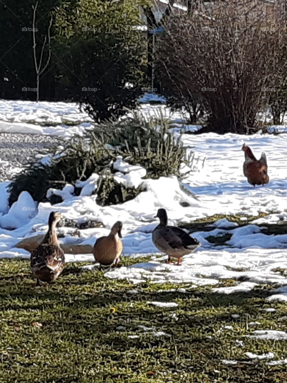 some ducks and a hen