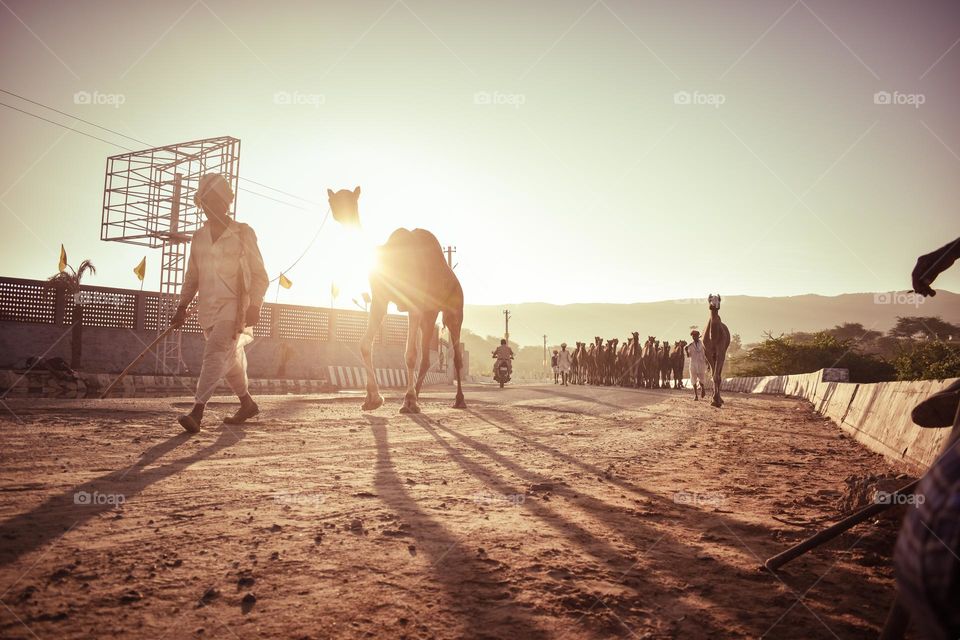 A man walking with camel