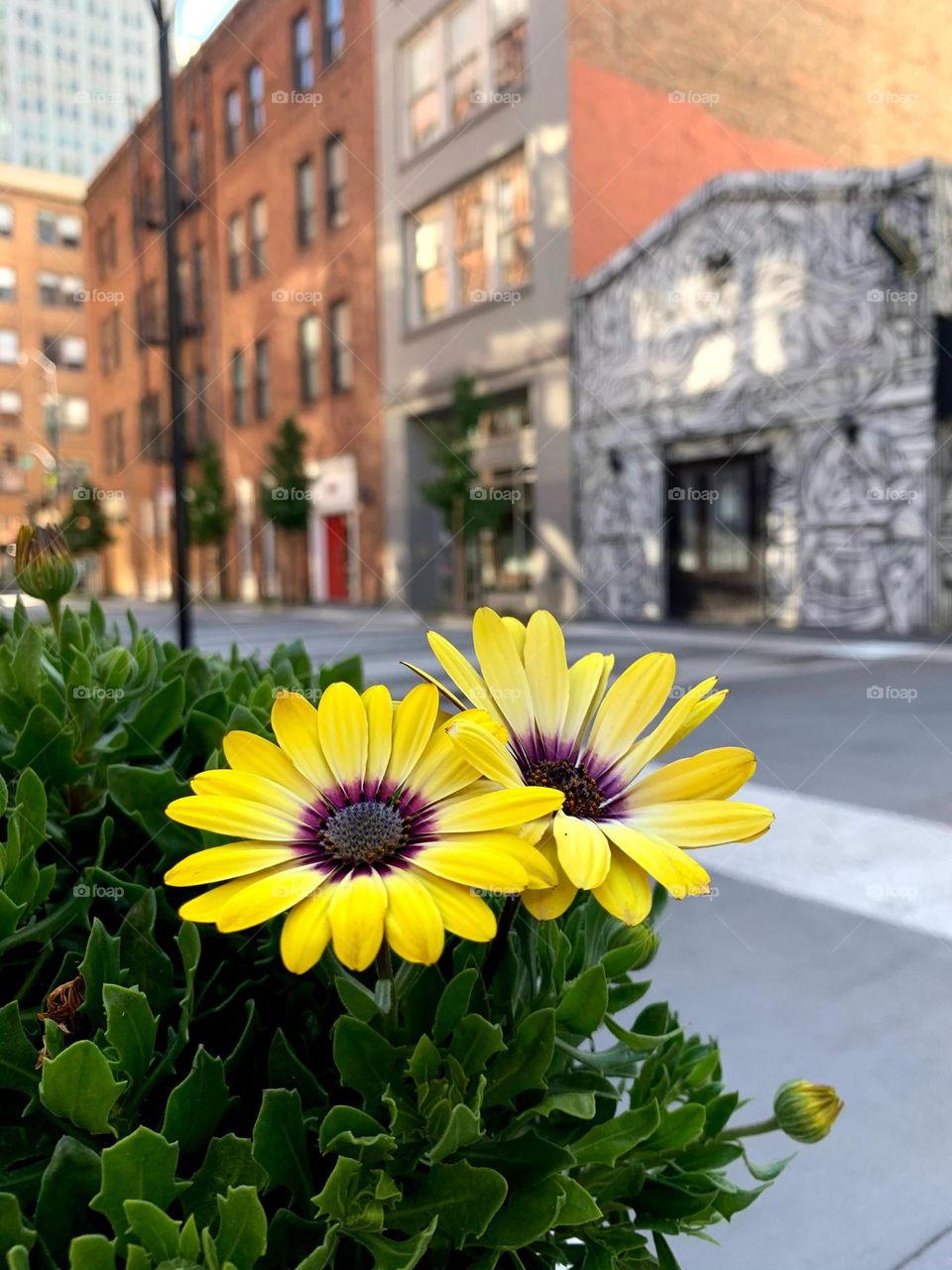 What a beautiful pair of yellow flowers on the path side
