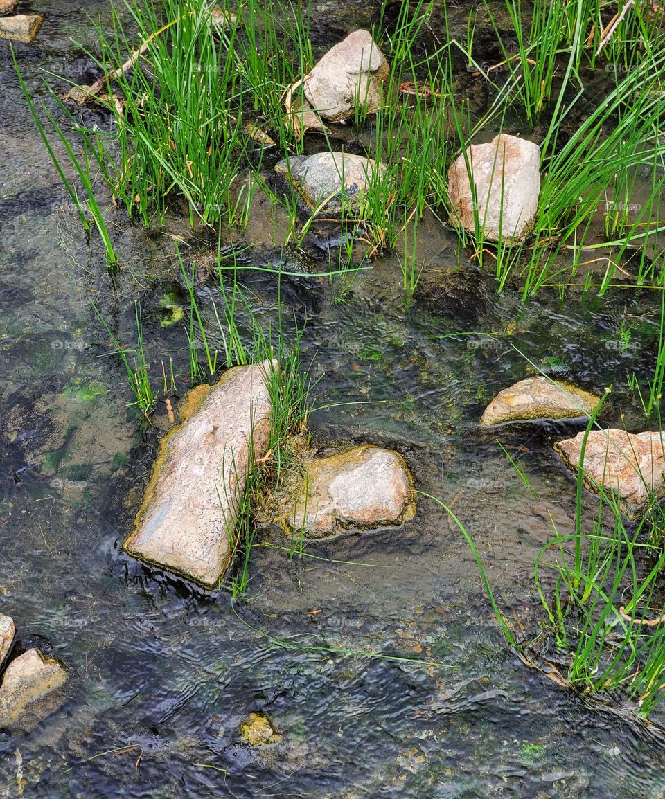 Reeds in a Desert Stream
