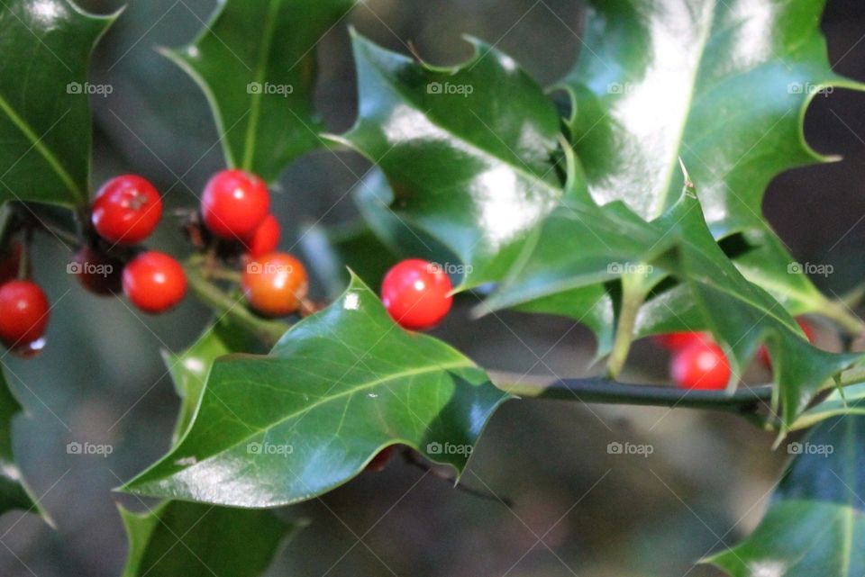 Holly leaves and red berries