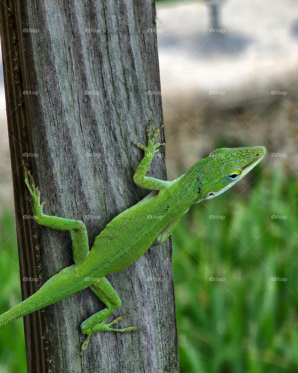 Green Anole(Lizard)