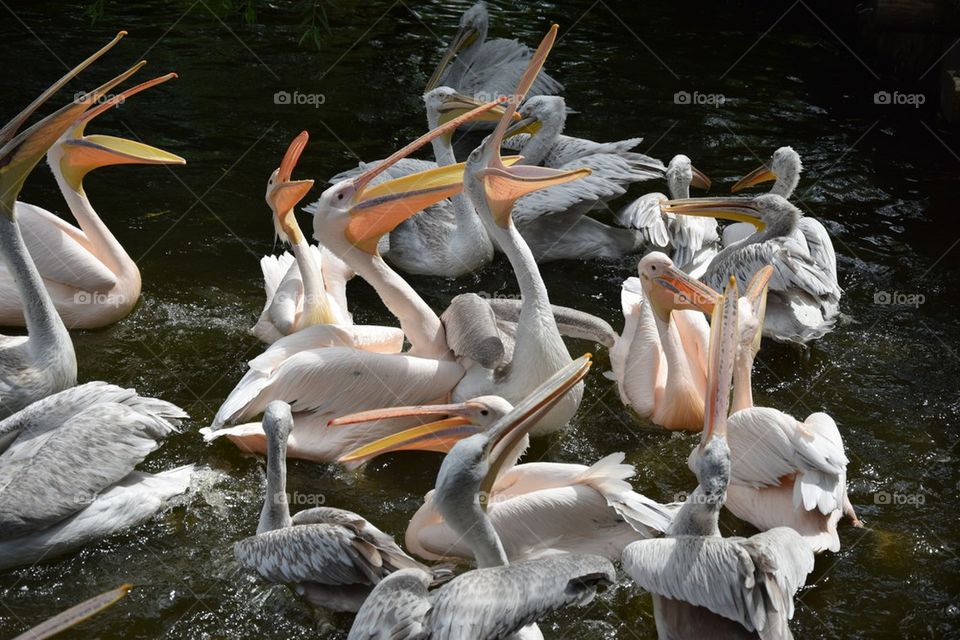 Pelicans. 